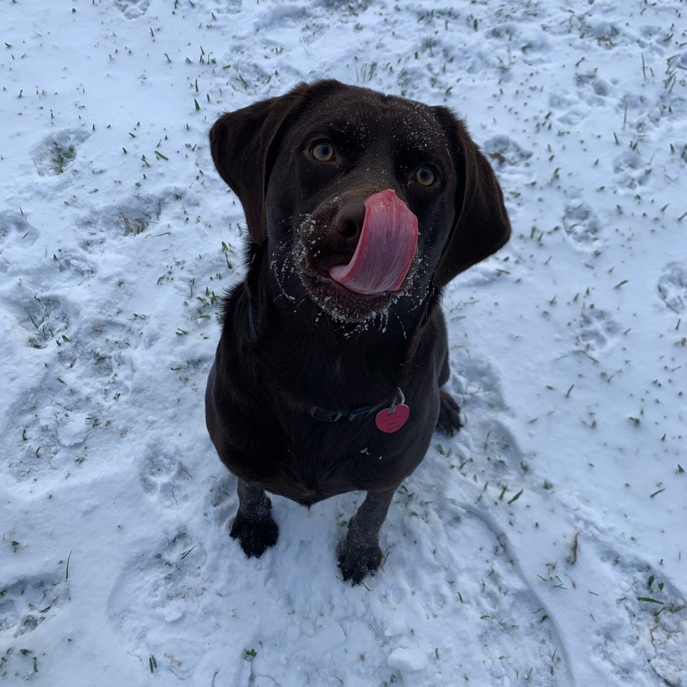 Meet your Posher, Hector